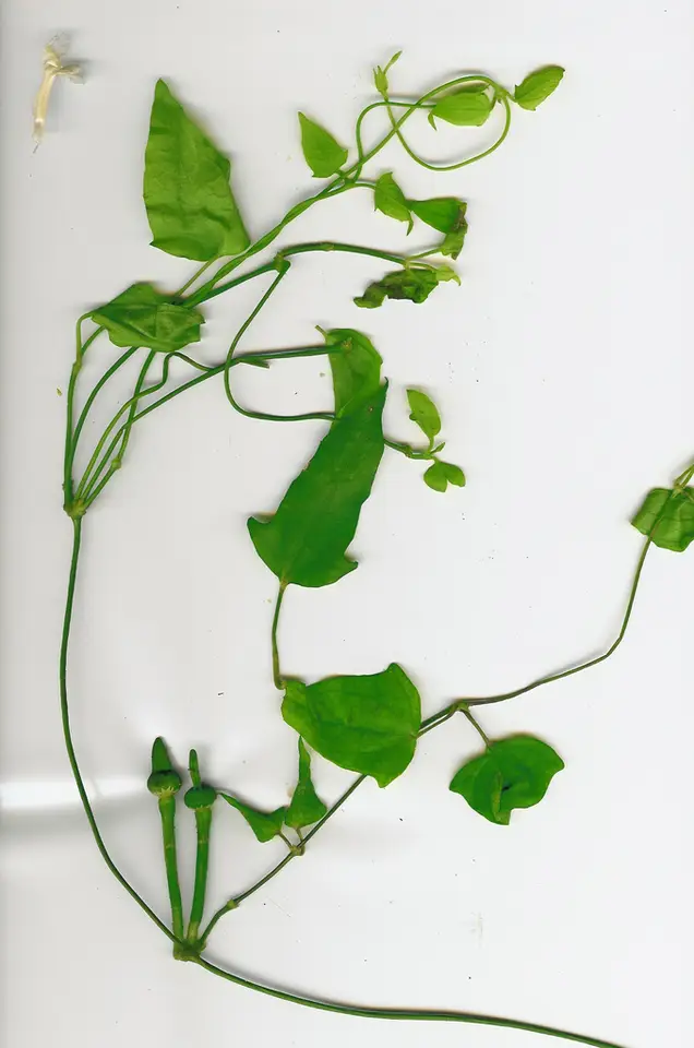 Sweet Clockvine (Thunbergia fragrans)