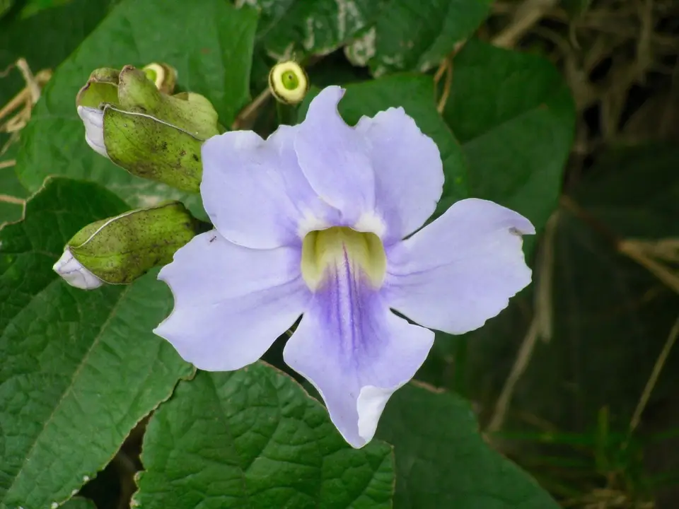 Bengal Trumpet (Thunbergia grandiflora)