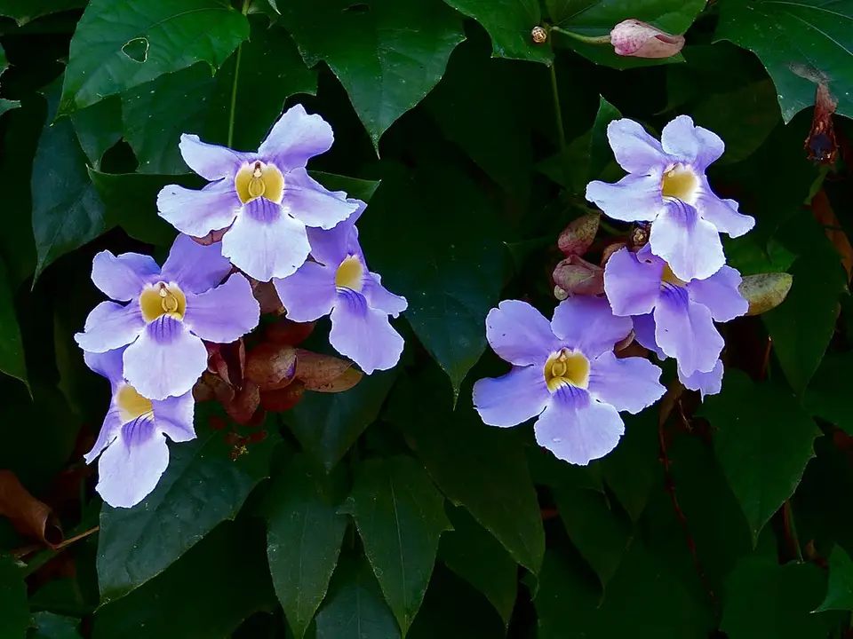 Blue Trumpet Vine (Thunbergia laurifolia)