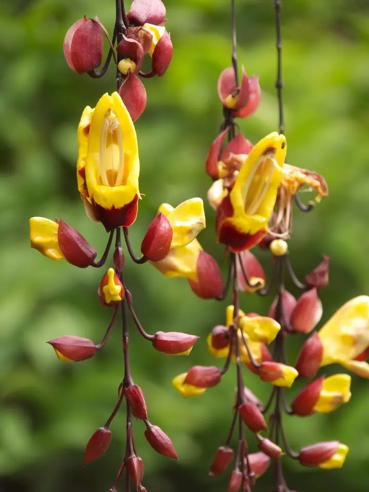 Mysore Trumpetvine (Thunbergia mysorensis)