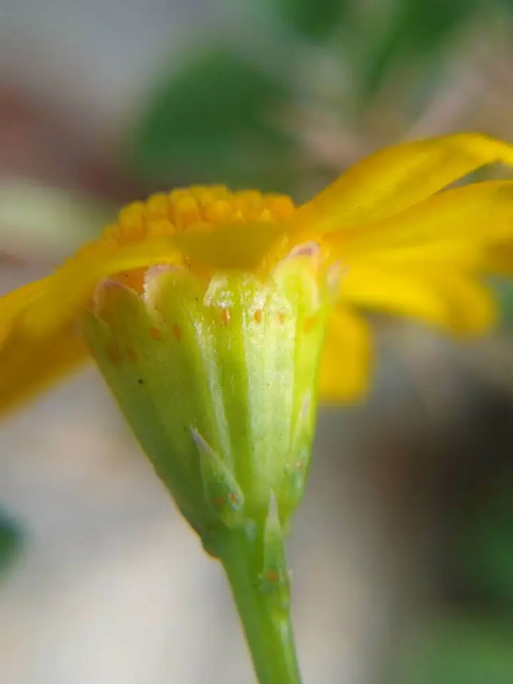 Bristleleaf Pricklyleaf (Thymophylla tenuiloba)