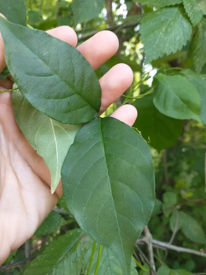 Climbing Dogbane (Thyrsanthella difformis)