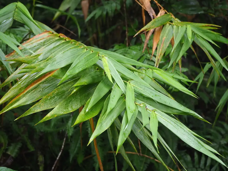 Nepalese Broom Grass (Thysanolaena latifolia)