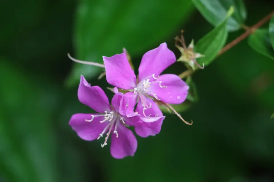 Tibouchina aspera (Tibouchina aspera)