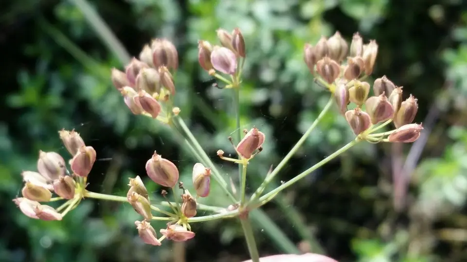 Water Cowbane (Tiedemannia filiformis)