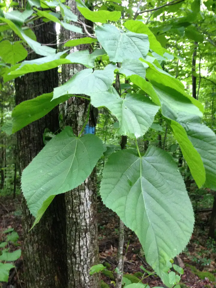 Basswood (Tilia americana)