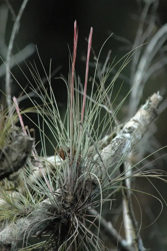 Bartram's Airplant (Tillandsia bartramii)