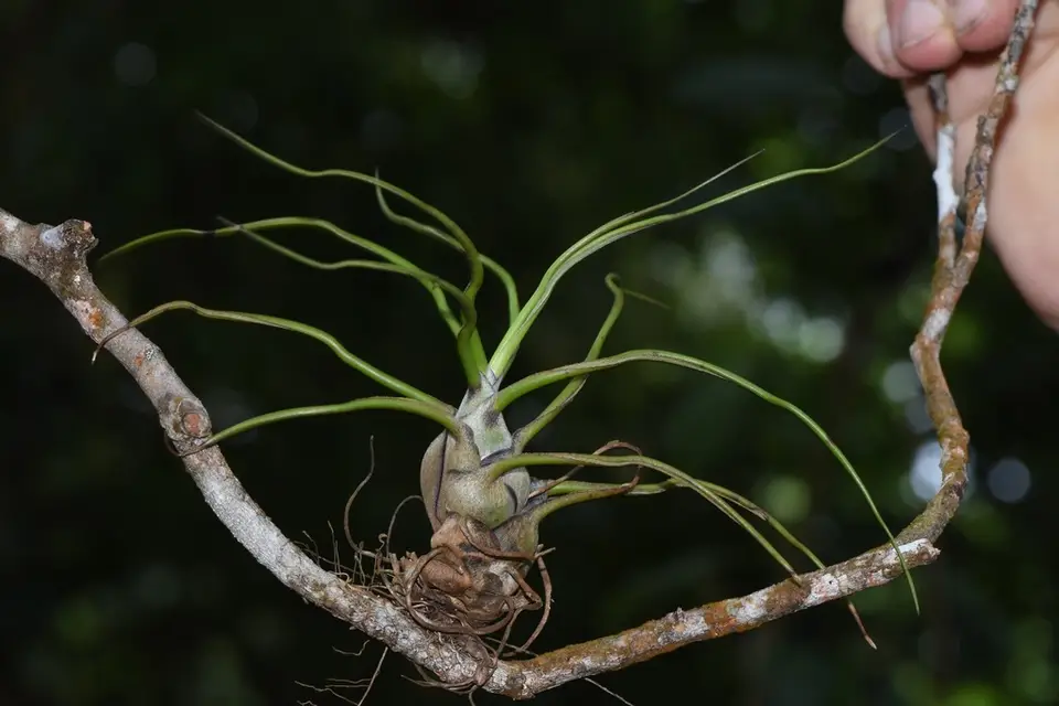 Bulbous Airplant (Tillandsia bulbosa)