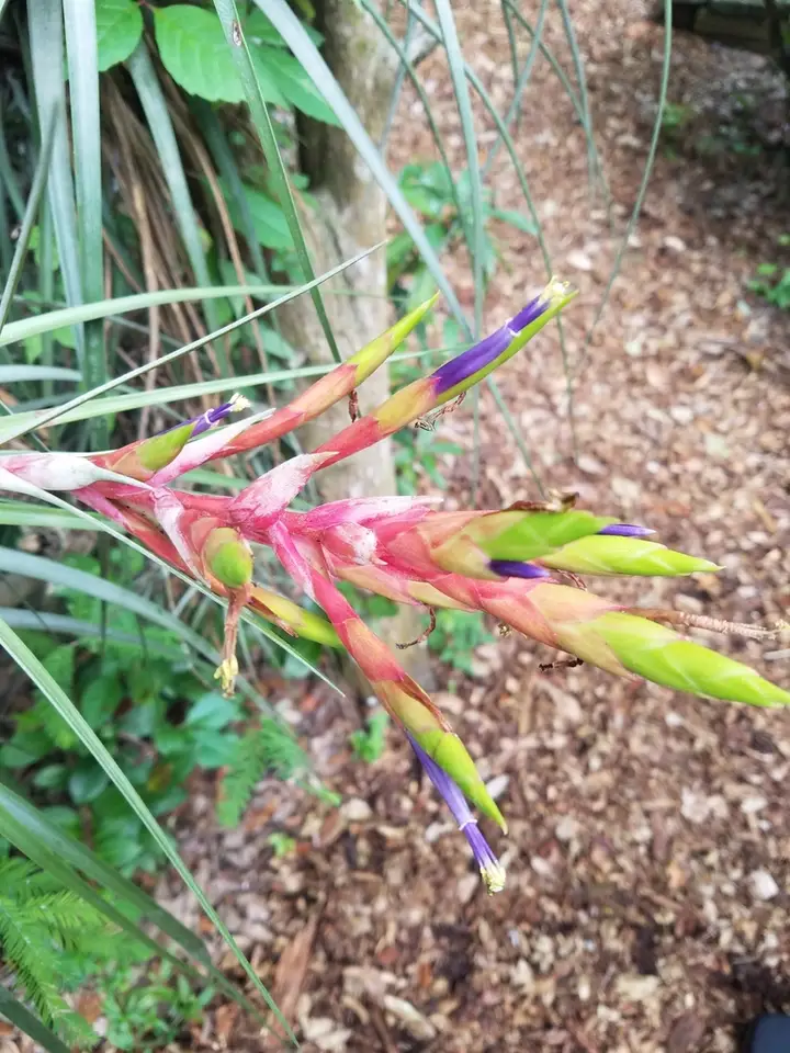 Cardinal Airplant (Tillandsia fasciculata)