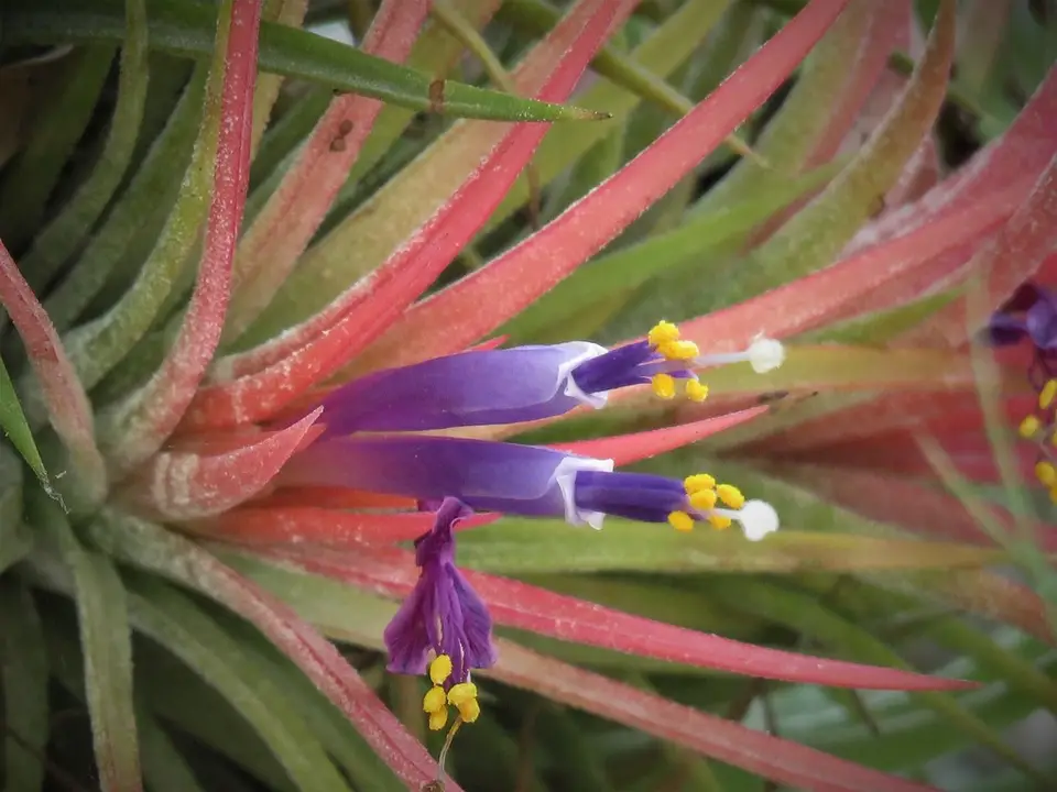 Blushing Bride Airplant (Tillandsia ionantha)