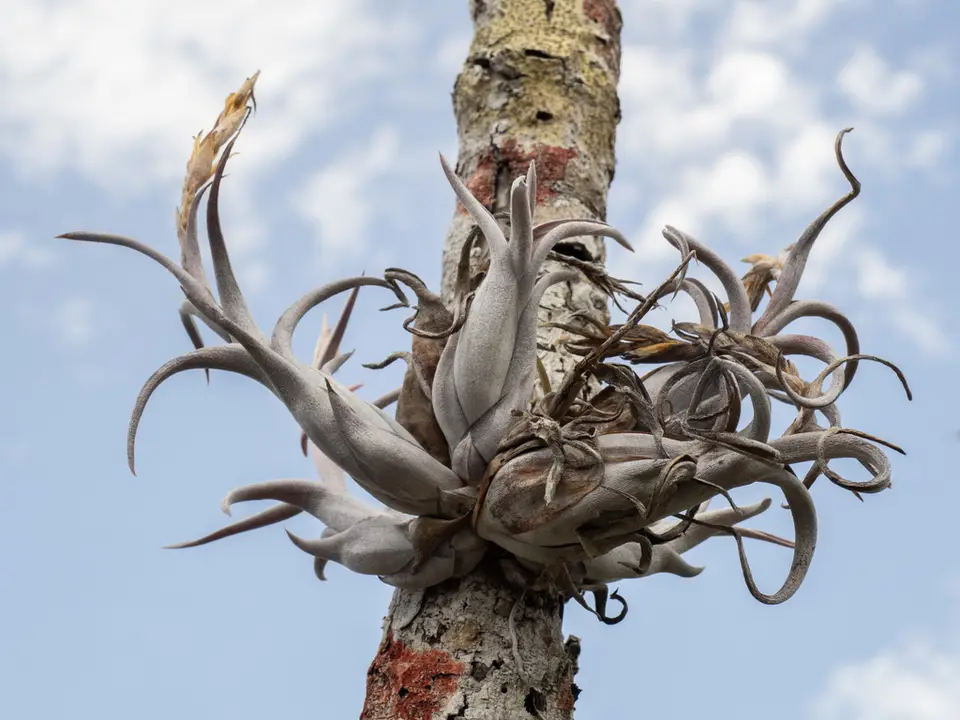 Potbelly Airplant (Tillandsia paucifolia)