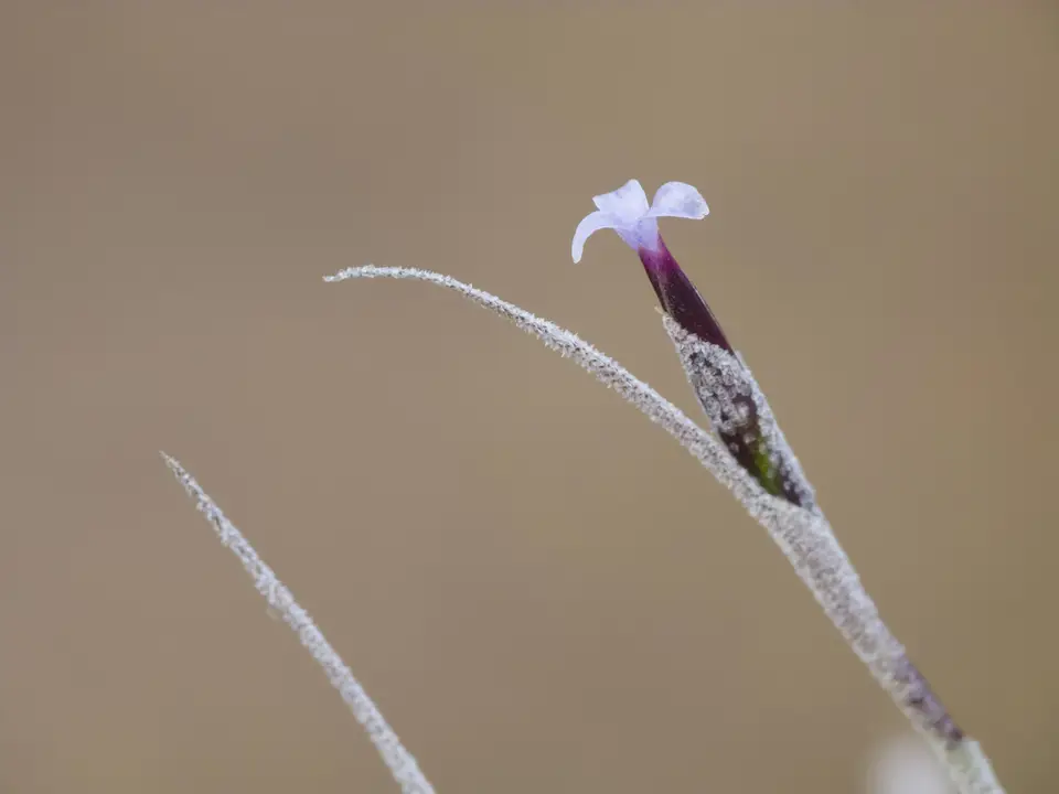 Ballmoss (Tillandsia recurvata)