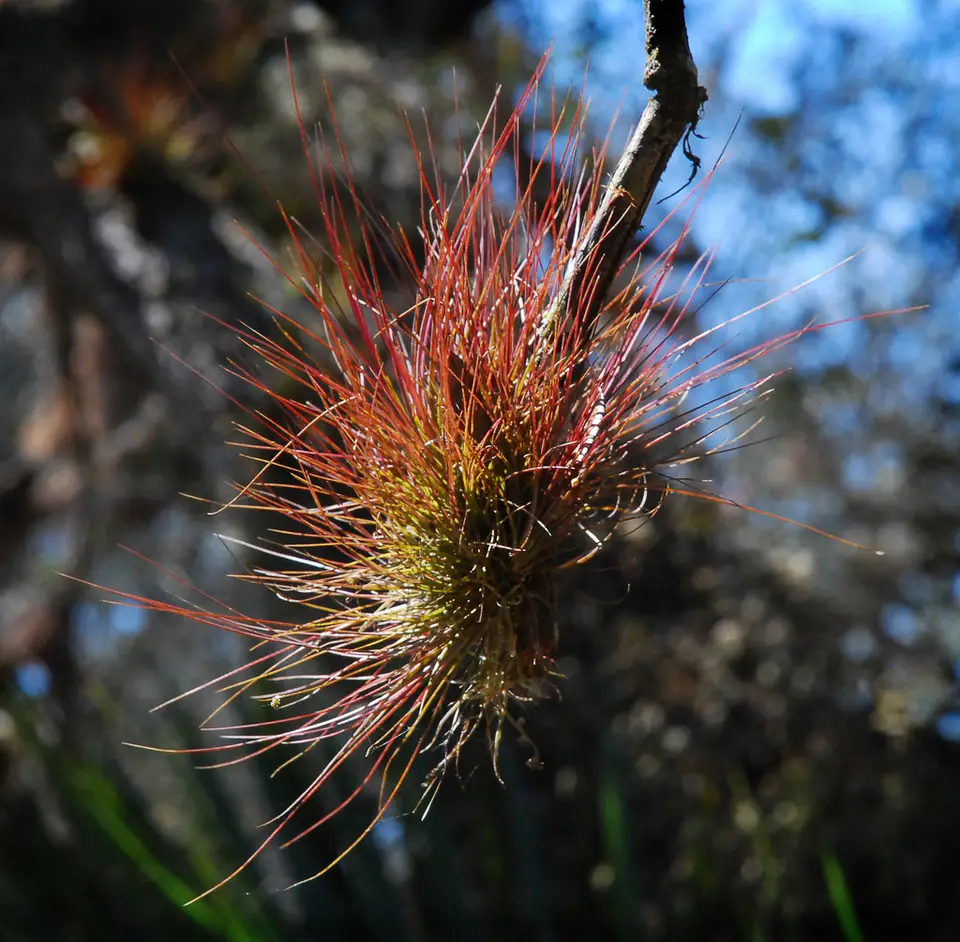 Southern Needleleaf Airplant (Tillandsia setacea)