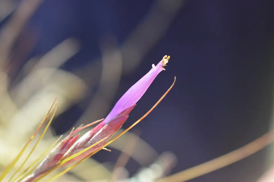 Manatee River Airplant (Tillandsia simulata)