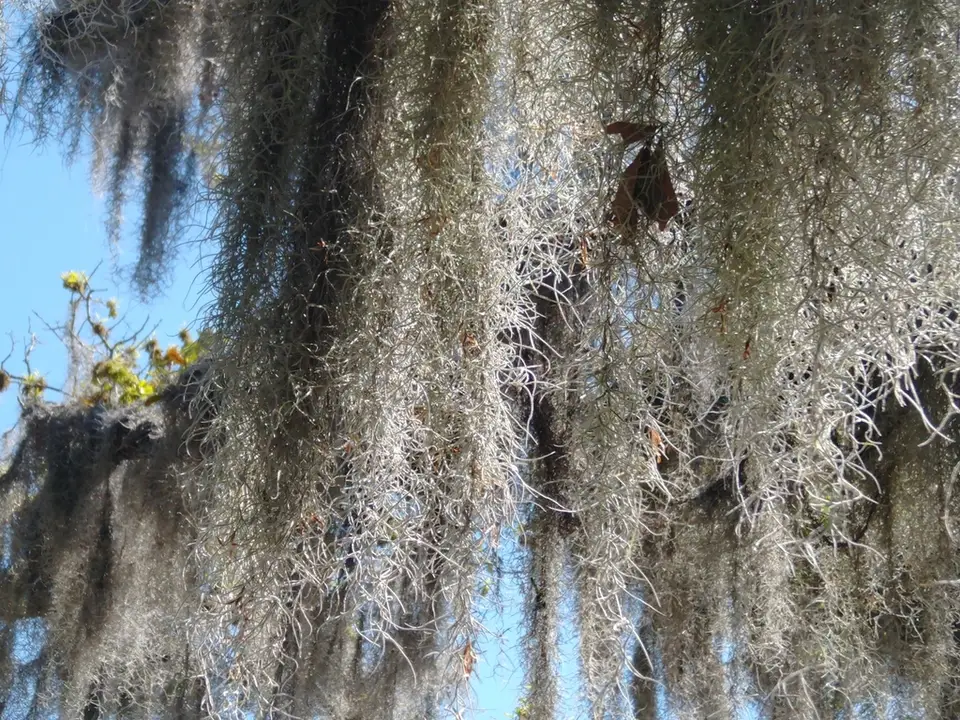 Spanish Moss (Tillandsia usneoides)