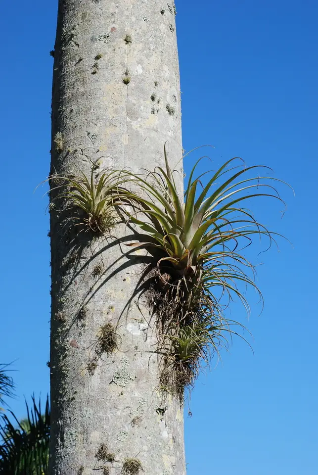 Giant Airplant (Tillandsia utriculata)