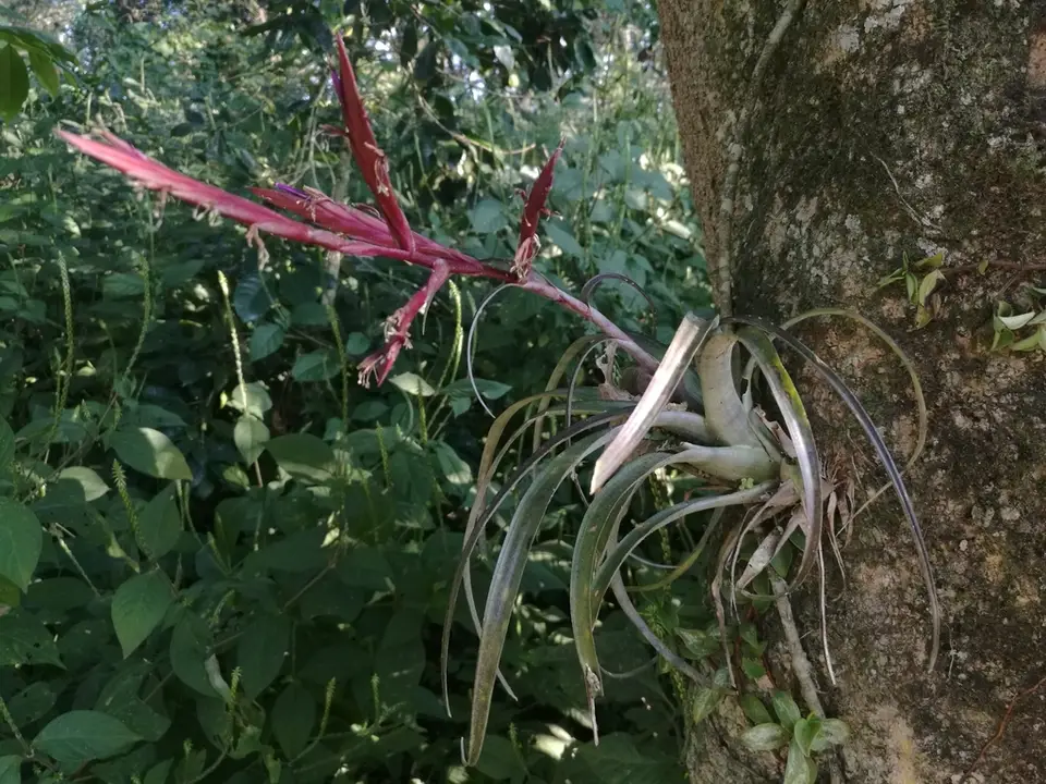 Leatherleaf Airplant (Tillandsia variabilis)