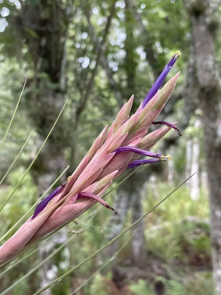 Florida Airplant (Tillandsia × floridana)