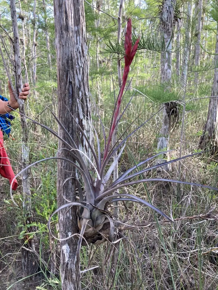 Reddish Wild-Pine (Tillandsia × smalliana)