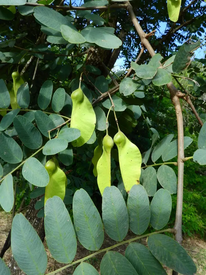 Pride of Bolivia (Tipuana tipu)