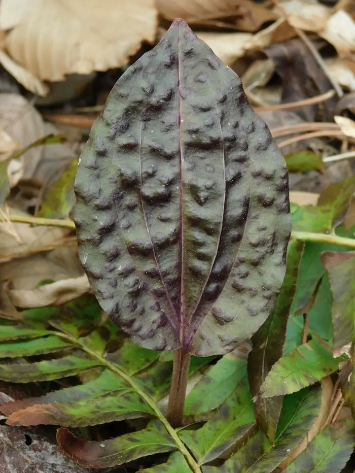 Crane-Fly Orchid (Tipularia discolor)