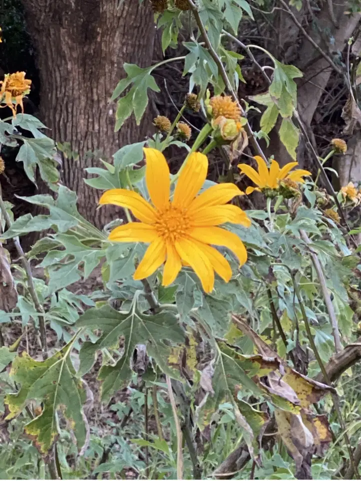Mexican Sunflower (Tithonia diversifolia)