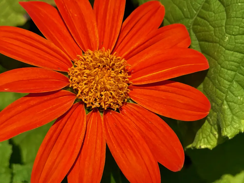 Red Sunflower (Tithonia rotundifolia)