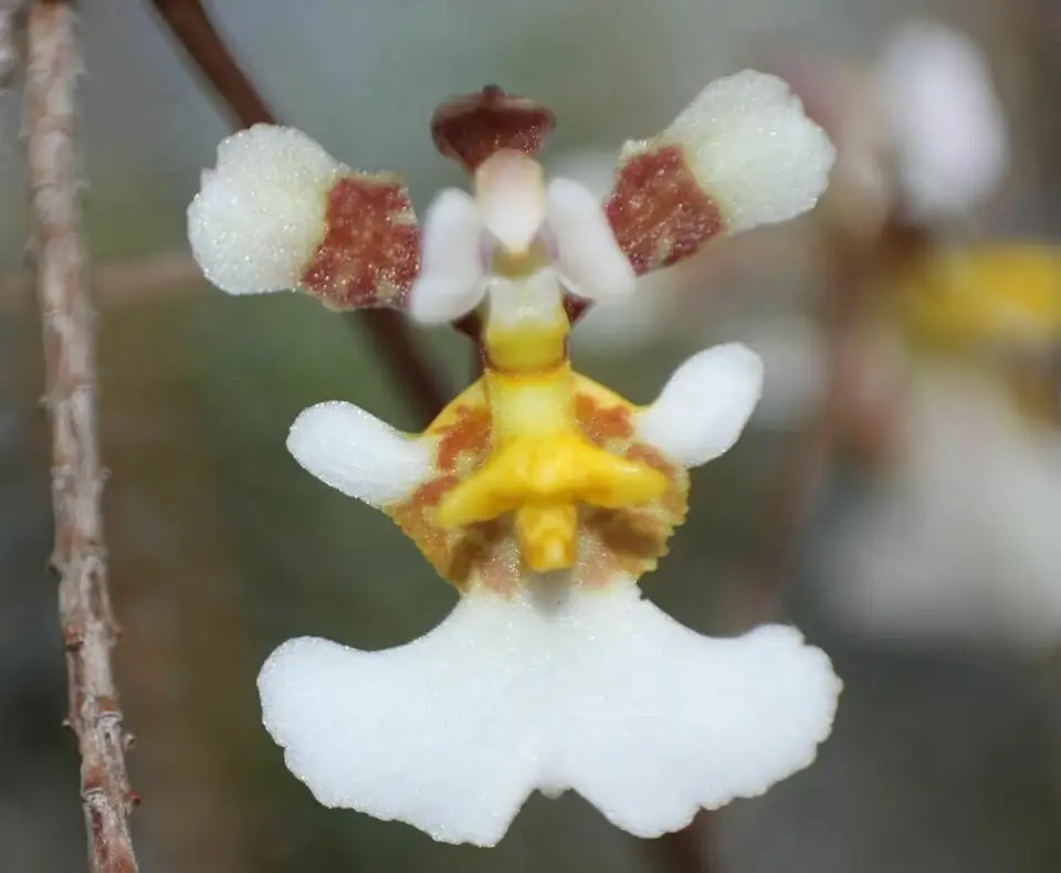 Florida Dancing Lady Orchid (Tolumnia bahamensis)