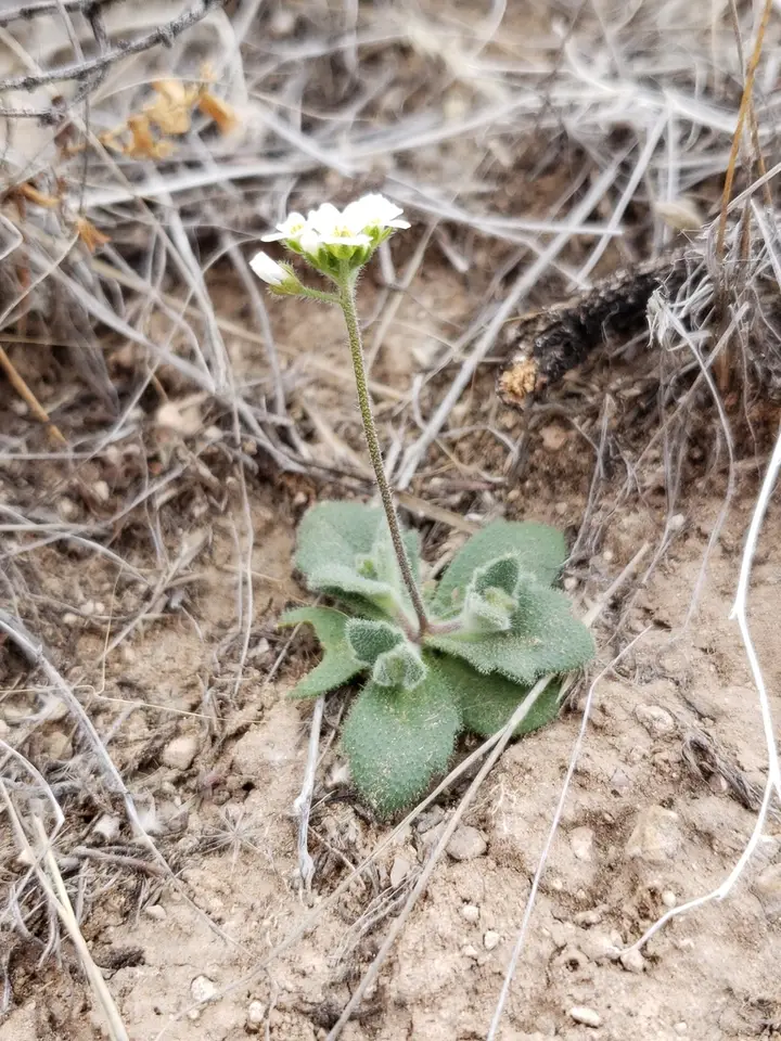 Wedgeleaf Draba (Tomostima cuneifolia)