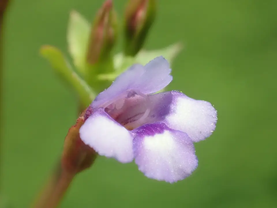Brittle False Pimpernel (Torenia crustacea)