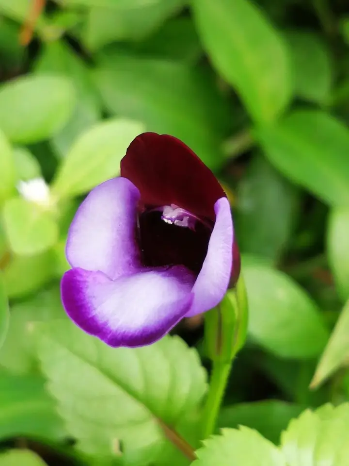 Wishbone Flower (Torenia fournieri)