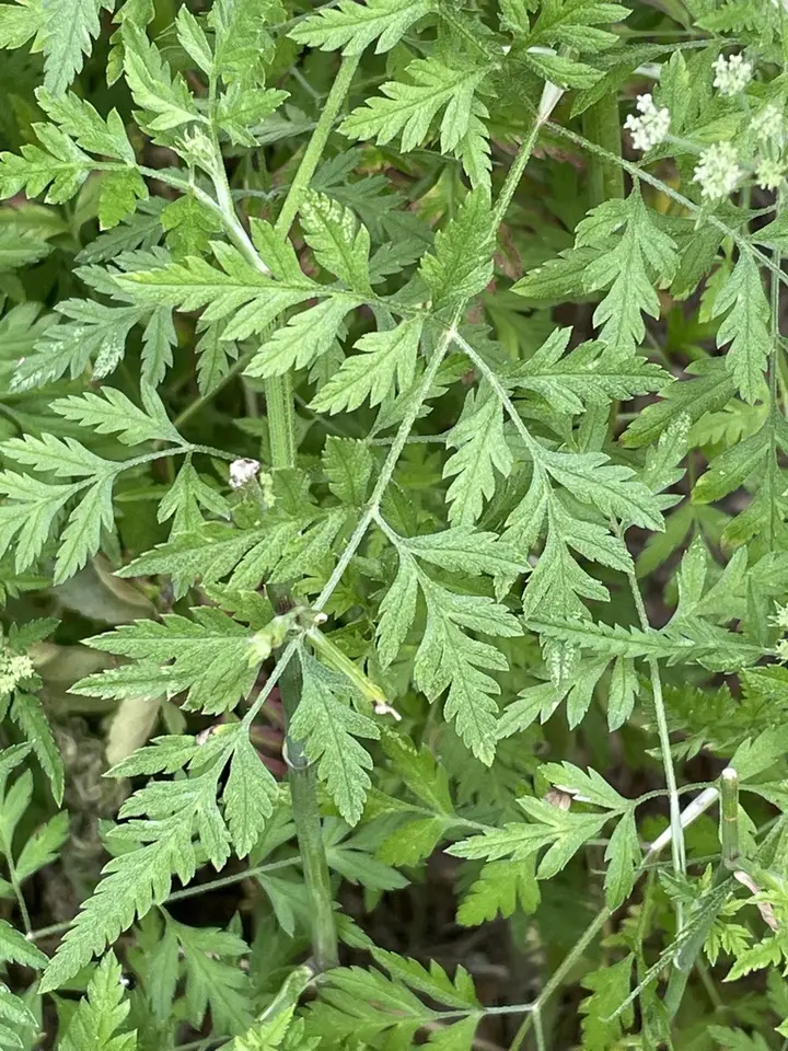Common Hedge Parsley (Torilis arvensis)