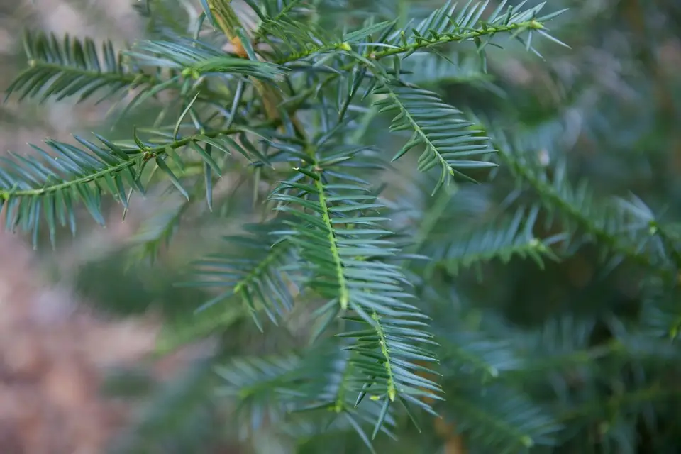 Florida Torreya (Torreya taxifolia)