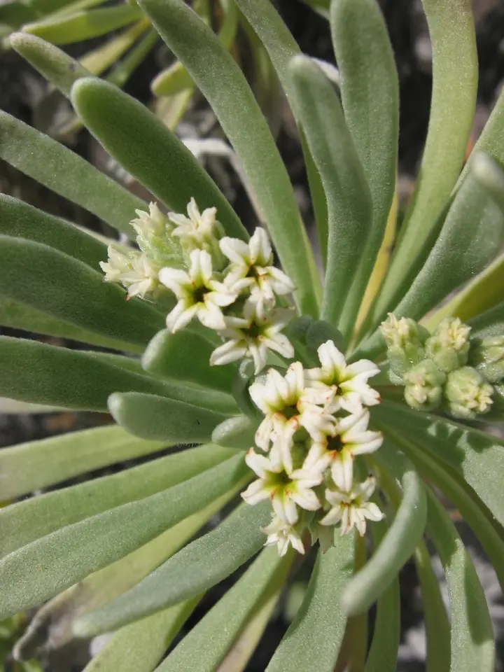 Sea Lavender (Tournefortia gnaphalodes)