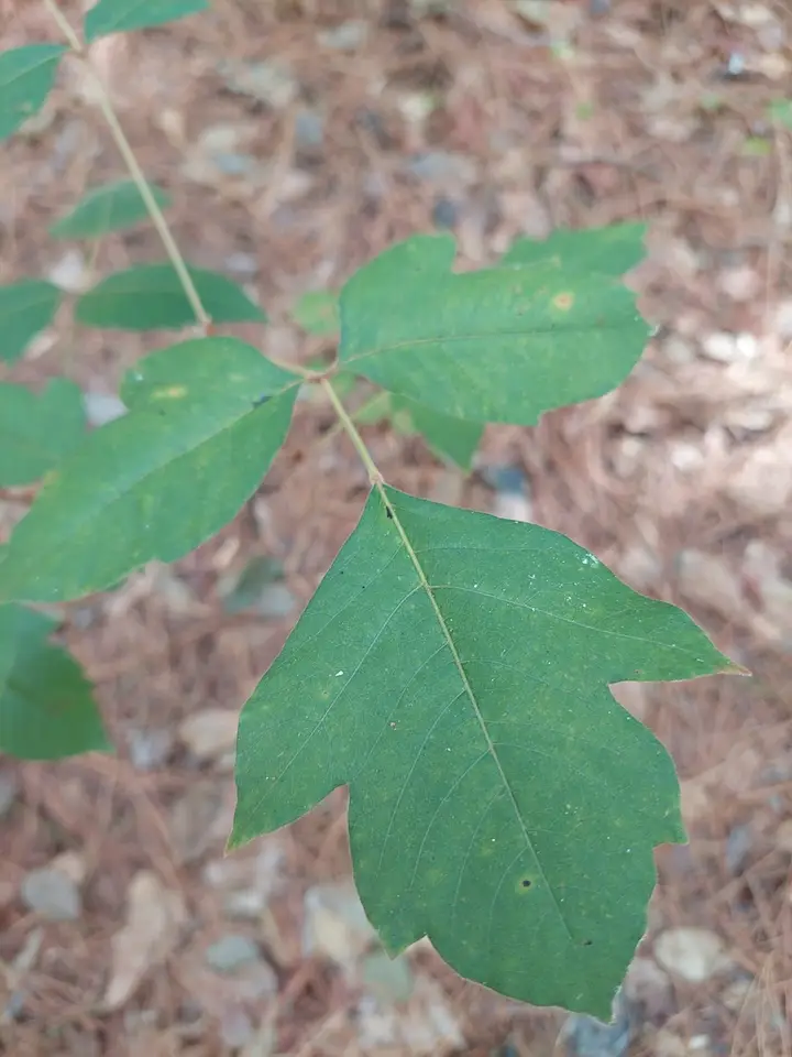 Toxicodendron pubescens × radicans (Toxicodendron pubescens × radicans)