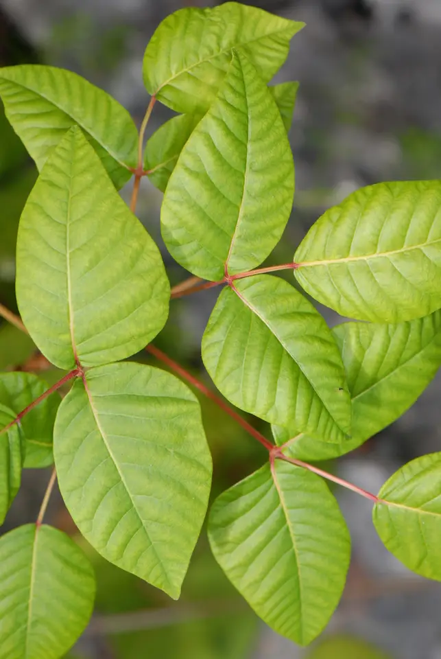 Eastern Poison Ivy (Toxicodendron radicans)
