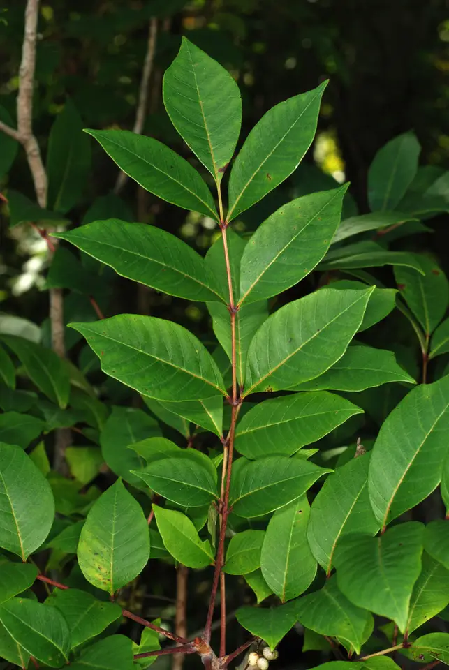 Poison Sumac (Toxicodendron vernix)