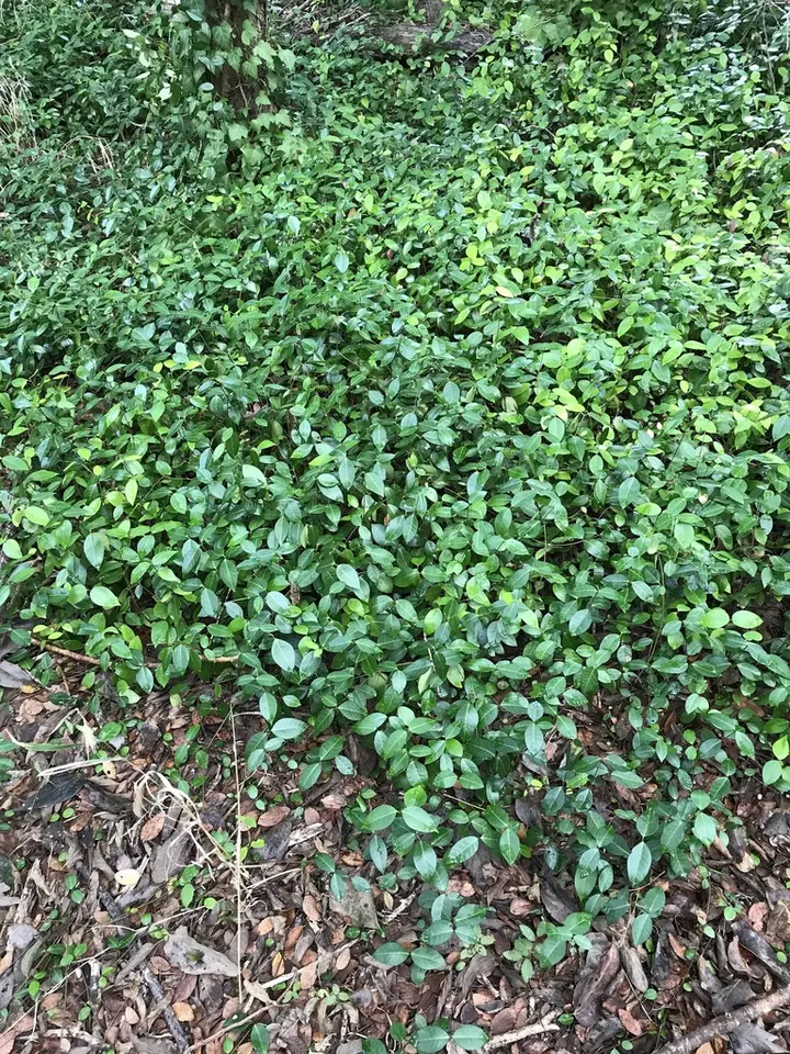 Asiatic Jasmine (Trachelospermum asiaticum)
