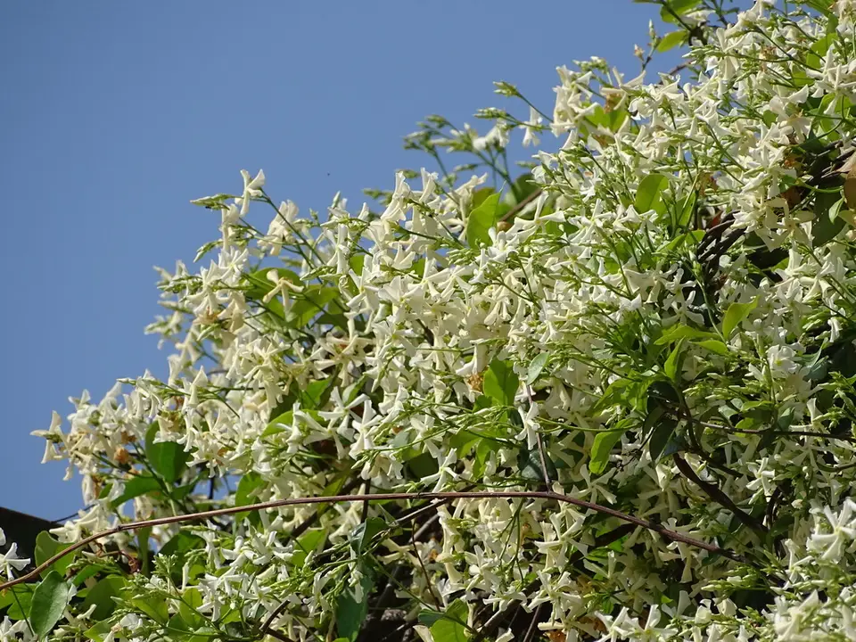 Star Jasmine (Trachelospermum jasminoides)