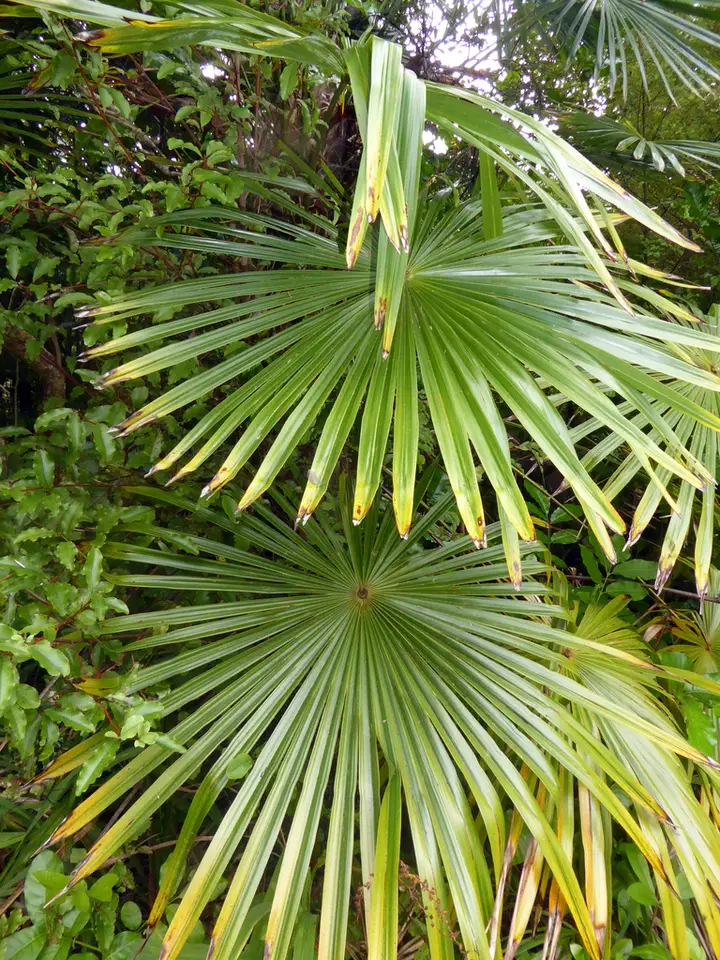 Chinese Windmill Palm (Trachycarpus fortunei)