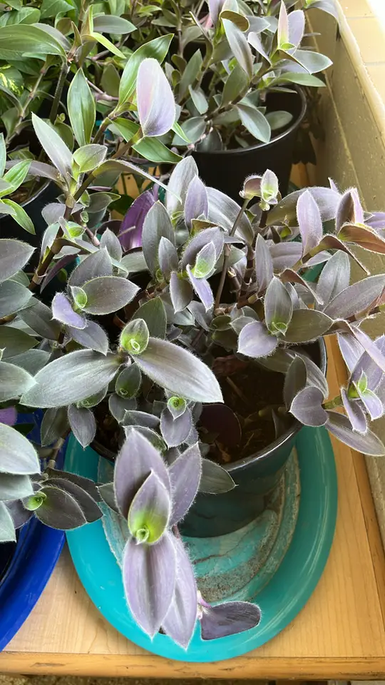 Waxy Spiderwort (Tradescantia cerinthoides)