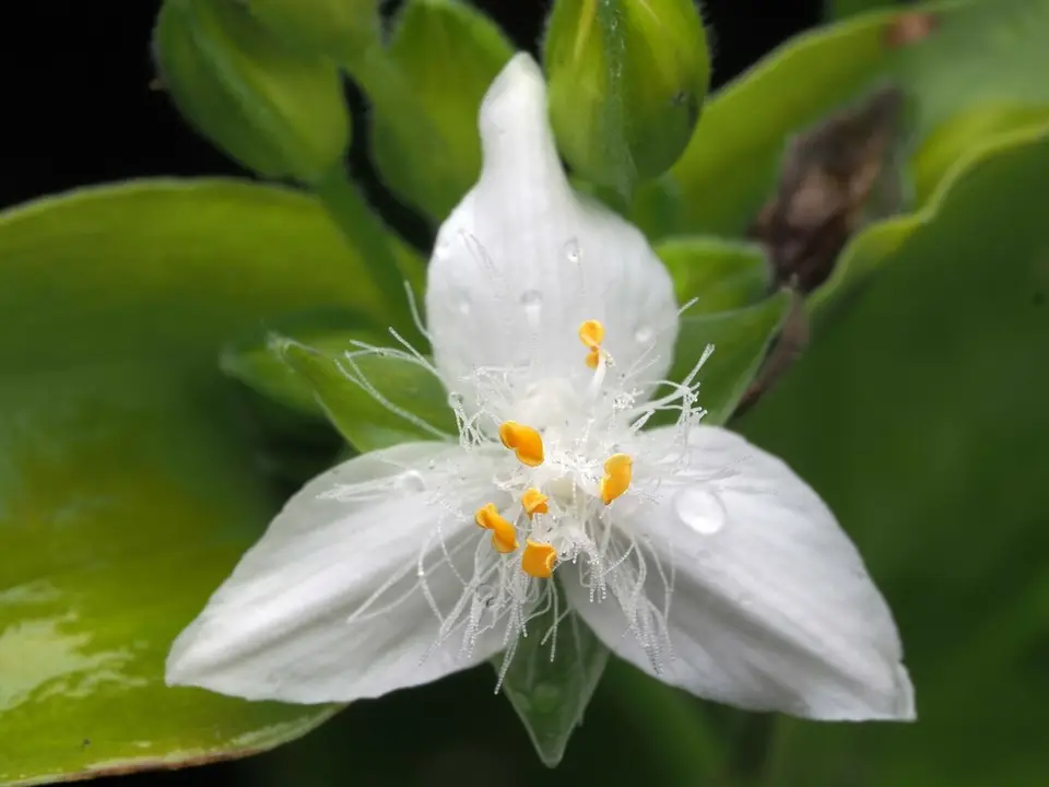 Rio Spiderwort (Tradescantia fluminensis)