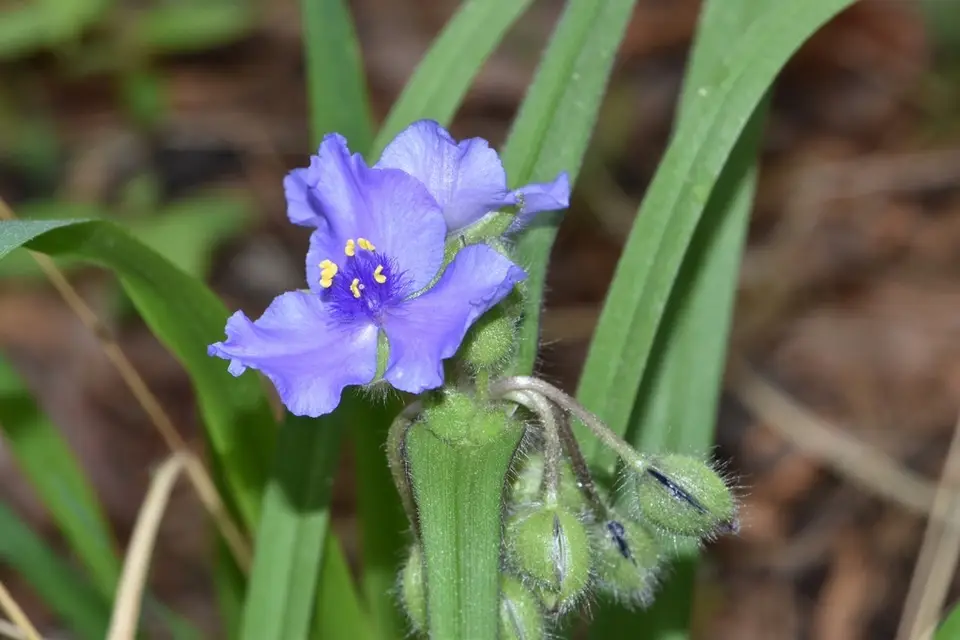 Hairyflower Spiderwort (Tradescantia hirsutiflora)