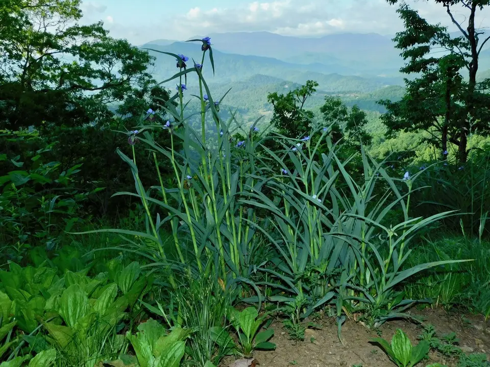 Ohio Spiderwort (Tradescantia ohiensis)