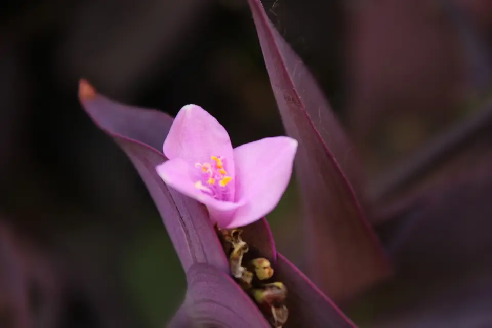 Purple Heart (Tradescantia pallida)