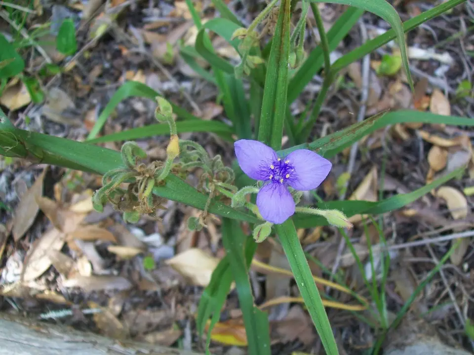 Longleaf Spiderwort (Tradescantia roseolens)