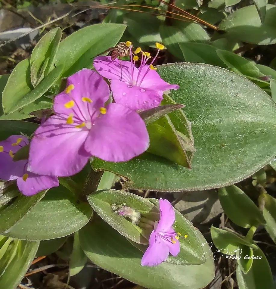 Wooly Spiderwort (Tradescantia sillamontana)