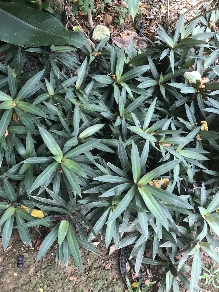 Moses-In-The-Cradle (Tradescantia spathacea)