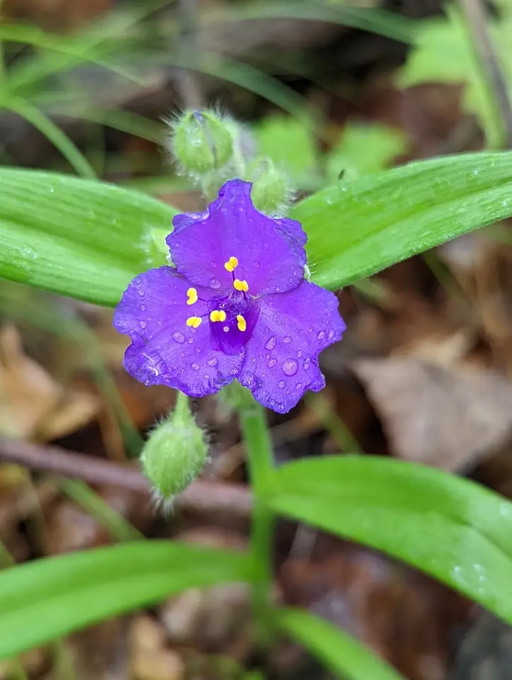 Virginia Spiderwort (Tradescantia virginiana)