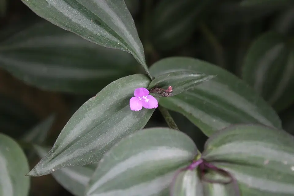Zebra Plant (Tradescantia zebrina)